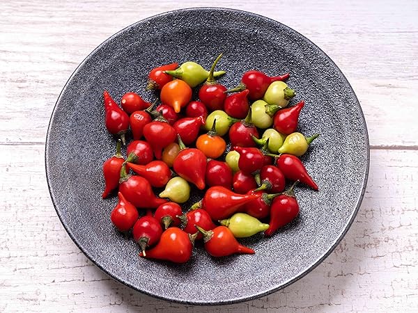 Amazon.co.jp: ITANSE とうがらしの苗 ビキーニョ 自根苗 3～3.5