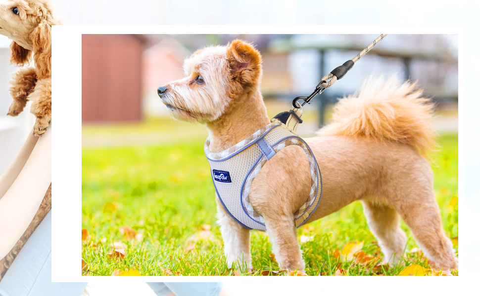 para perros pequeños que no pueden tirar