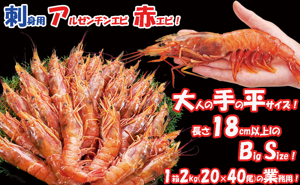 えびえび 尾付き伸ばしえび(BT)16/20: 水産品 KANTO EXPRESS