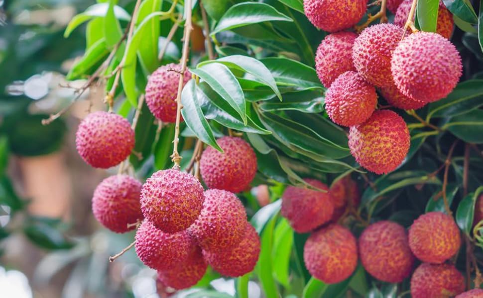 ライチ、レイシ、結実歴有ります reishi04_03.jpg?w=850&ssl=1