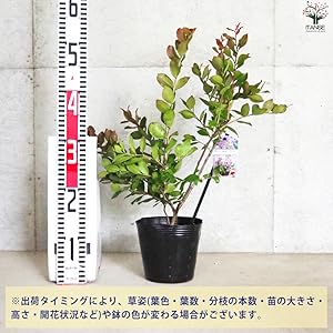 Amazon.co.jp: 矮性サルスベリの苗木 品種：With Love