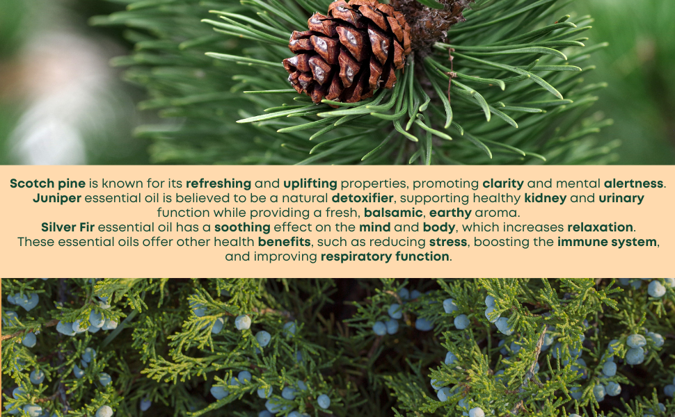 Information about Scotch pine, Juniper and Silver fir essential oils.