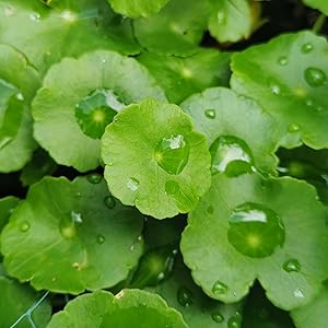 Centella Asiatica CICA