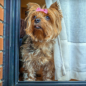 dog bows