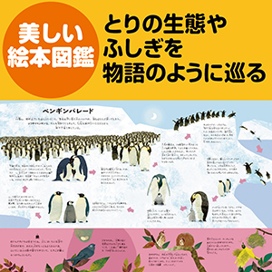 いろんなところに いろんな とり | ブリッタ・テッケントラップ