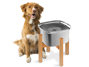 dog bowls elevated