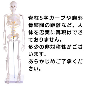 Amazon.co.jp: 【理学療法士×整体師W監修】 人体模型 1/2 全身