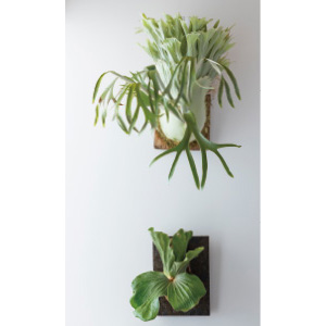 ビカクシダ (NHK趣味の園芸 12か月栽培ナビNEO 観葉植物) | 杉山 拓巳