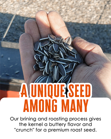 Wild Dutchman Sunflower Seeds