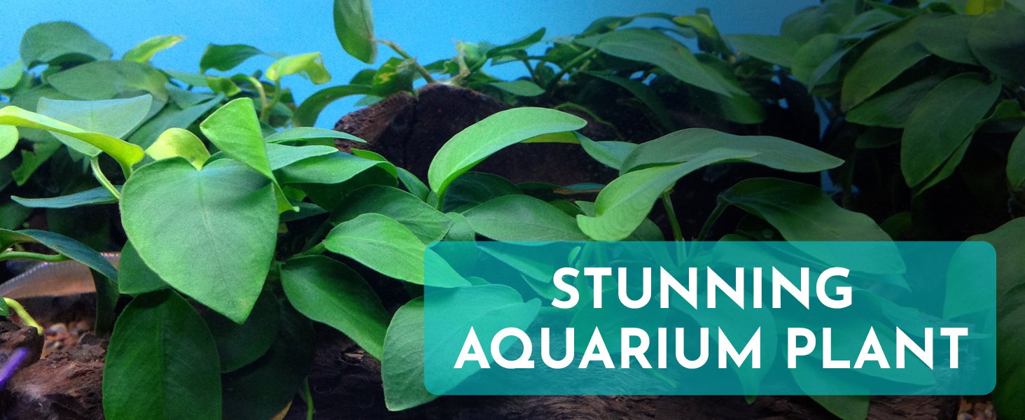 Aquarium Plants