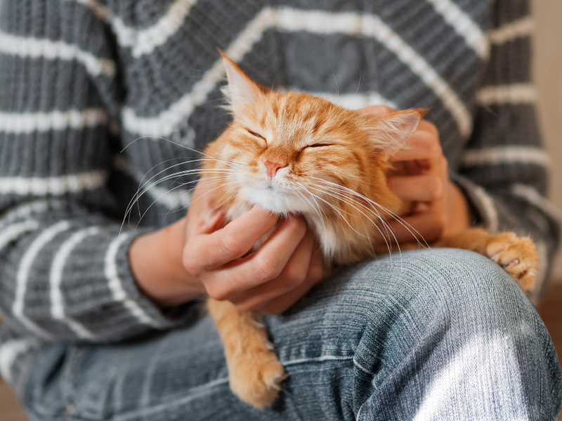 cat happy supplement