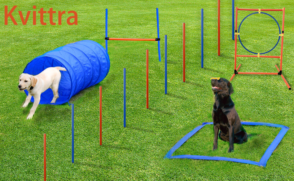 dog jump training set