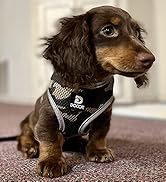 Dog Harness Small Dog Breathable Lightweight Puppy Harness and Lead Set Escape Proof Pet Vest for...