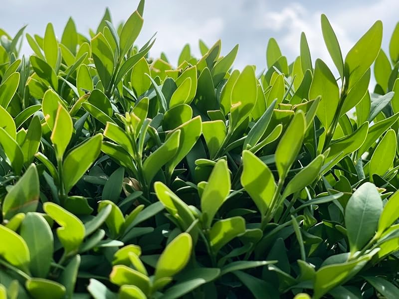 O GREEN TEA toilet paper, 3 PLY (6 Pack of 12 Rolls ) = 2