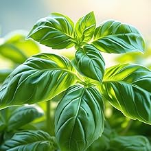 Basil