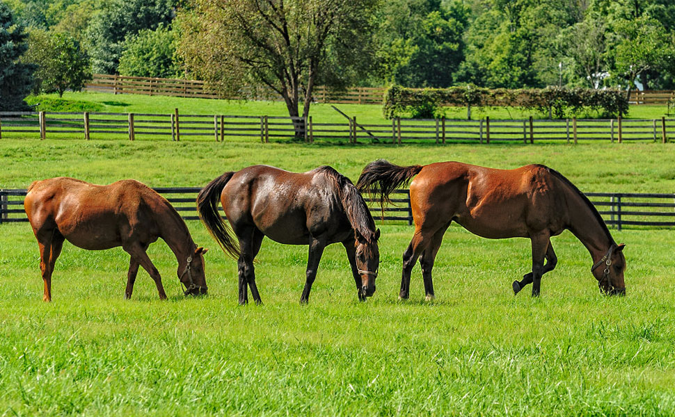 Slow Feed Hay Net for Horses Goat Sheep,Hanging Hay Bag Feeder,