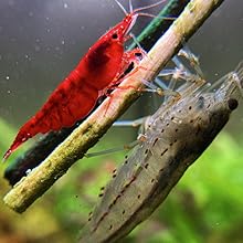 Creating a lively shrimp Lollies aquarium is easier with our range of slow-dissolving lollies.
