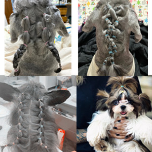 Pets use small rubber bands