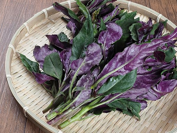 大きくなりすぎた　金時草　B 大きくなりすぎた 金時草 B 大きくなりすぎた金時草B