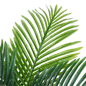 Majesty Palm