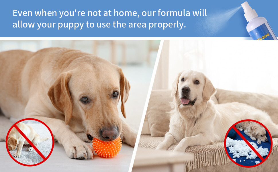 No Go Spray For Dogs Peeing!