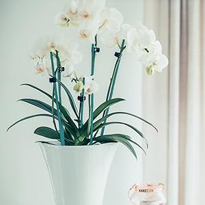 green garden sticks 24 inch