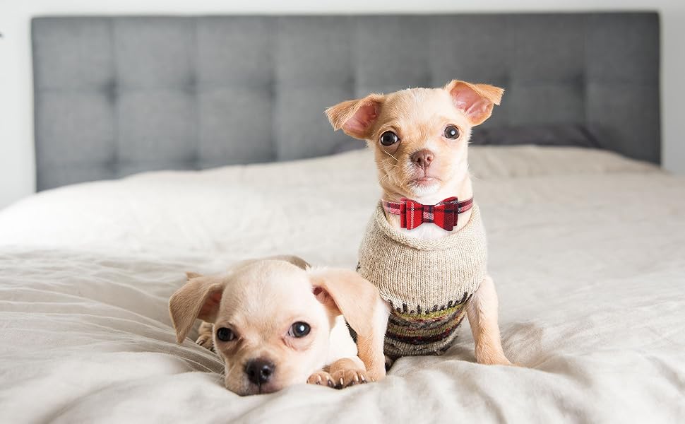 3 PCS Puppy Collar and Leash Set Dog Collars for Small