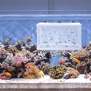 Fish Tank Breeder Net