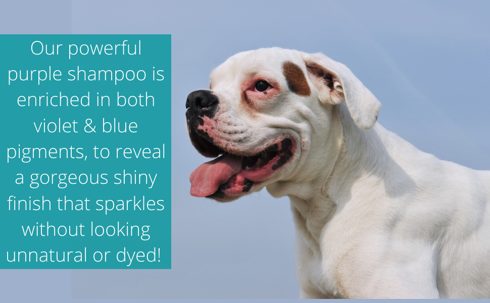 PET CARE Sciences 16 fl oz Dog Whitening Shampoo Dog Shampoo for White Dogs