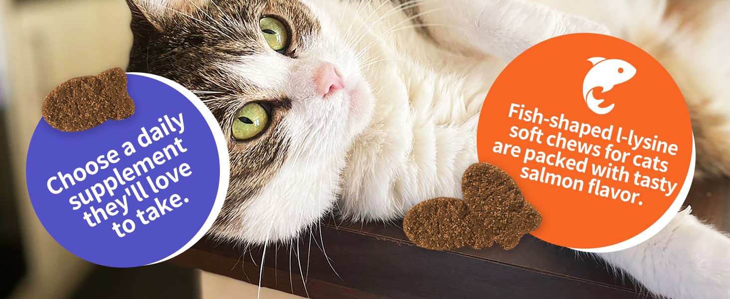 lysine for cats
