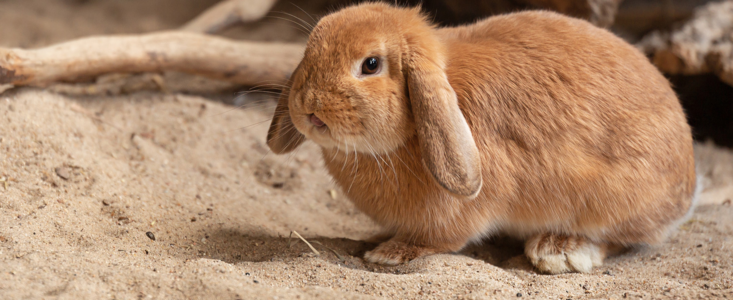 Kaninchen im Sand