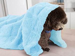 dog blanket