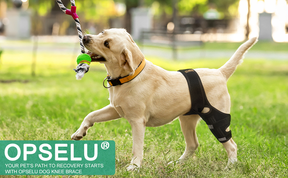 OPSELU Dog Knee Brace for Torn ACL Hind Leg with Side