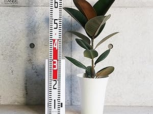 フィカス・エラスティカ（ゴムの木）約1.5メートル フィカス エラスティカ（ゴムの木）の育て方｜花屋ラフさん