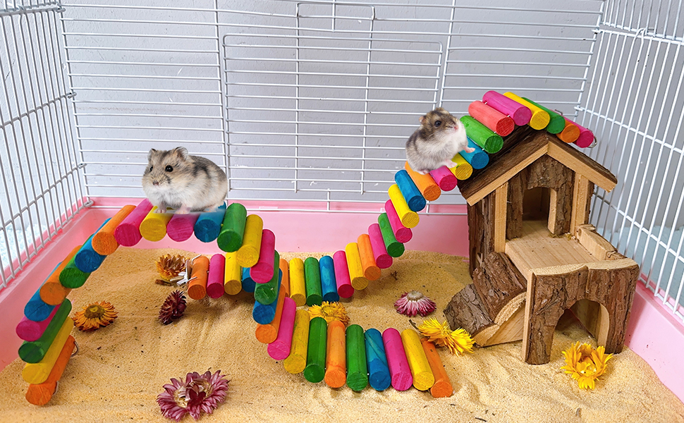 Hamster Colorful Bridge