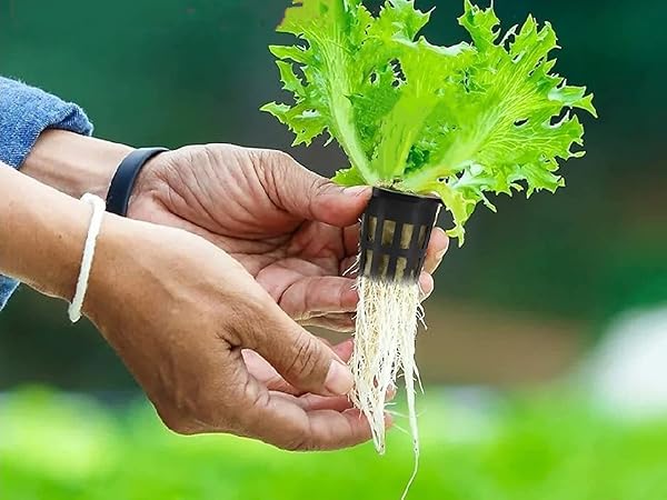 ヒカゲヘゴ　苗木　７号ポット　リラックス効果　開運風水 おしゃれ 観葉植物 シダ植物 ヒカゲヘゴ：ヘゴシダ*7号