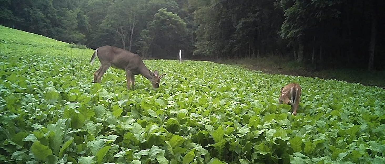 Hit List Seed Elite 8 Fall Deer Food Plot Blend, 5 lbs (1/4