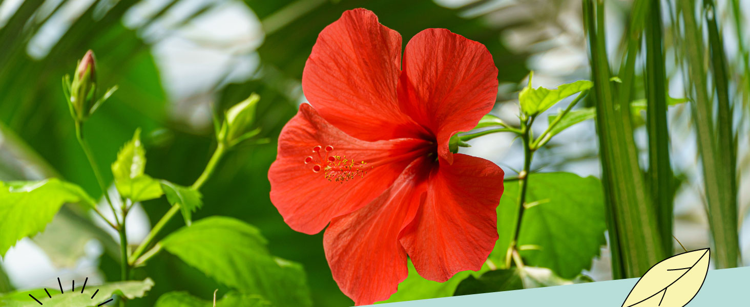 Hibiscus Flowers Alpi Nature UK
