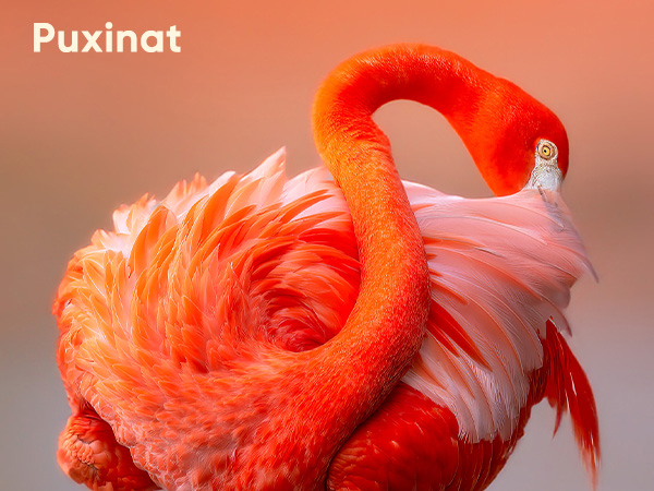 Nahaufnahme der Marke Puxinat von leuchtend orangefarbenen und rosafarbenen Flamingofedern mit detaillierter Gefiederstruktur.