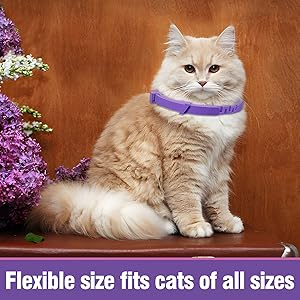 Calming cat collar