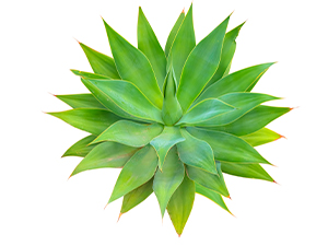 agave serum for hair loss