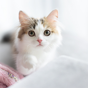 ねこにゃんこページ Amazon.co.jp: オレンジページ うちのニャンコ。壁掛カレンダー