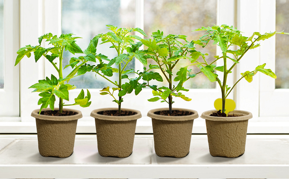 seedling strater pot