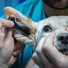 Dog ear treatment