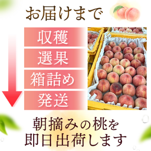 699.お買い得福島産 朝採り完熟桃 箱込み15kg訳あり家庭用玉数お任せ常温便 538早勝ち福島産朝採り完熟桃箱込み約1.9~2kg訳あり家庭用甘くて