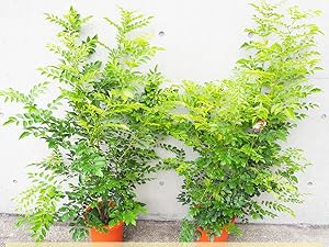 Amazon.co.jp: シマトネリコ 8号鉢 大苗 1個売り 【品種で選べる観葉