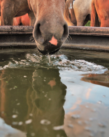 horse grain horse treats healthy for hydration prevent equine dehydration
