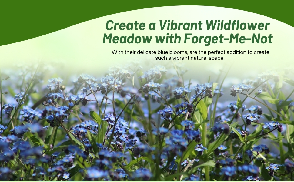 Amazon.com : Outsidepride Blue Forget Me Not Seeds - 1/8 lb