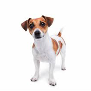 Jack Russell Terrier