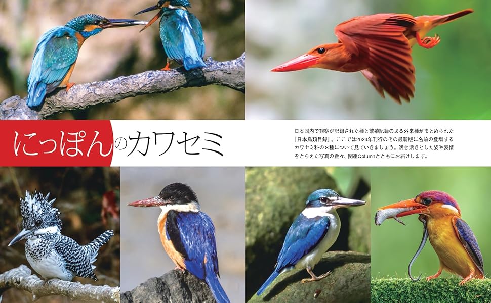 日本画　カワセミの捕食 カワセミの捕食[20079000771]の写真・イラスト素材｜アマナ